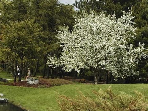 Malus baccata 'Jackii'