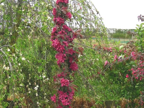 Malus 'Ballerina Maypole'