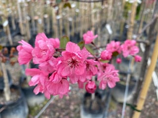 Malus 'Barbara Ann' crabapple in bloom, with clusters of deep pink blossoms and small green leaves, set against potted nursery stock on bamboo stakes.