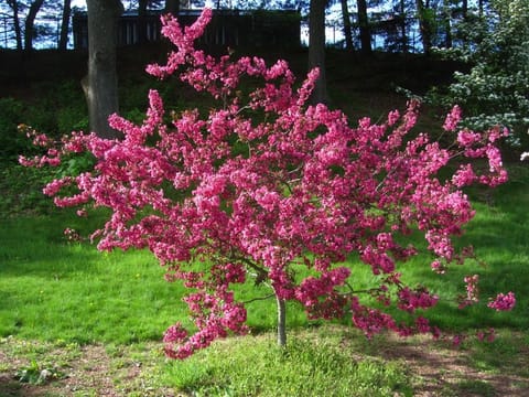 Malus 'Barbara Ann'
