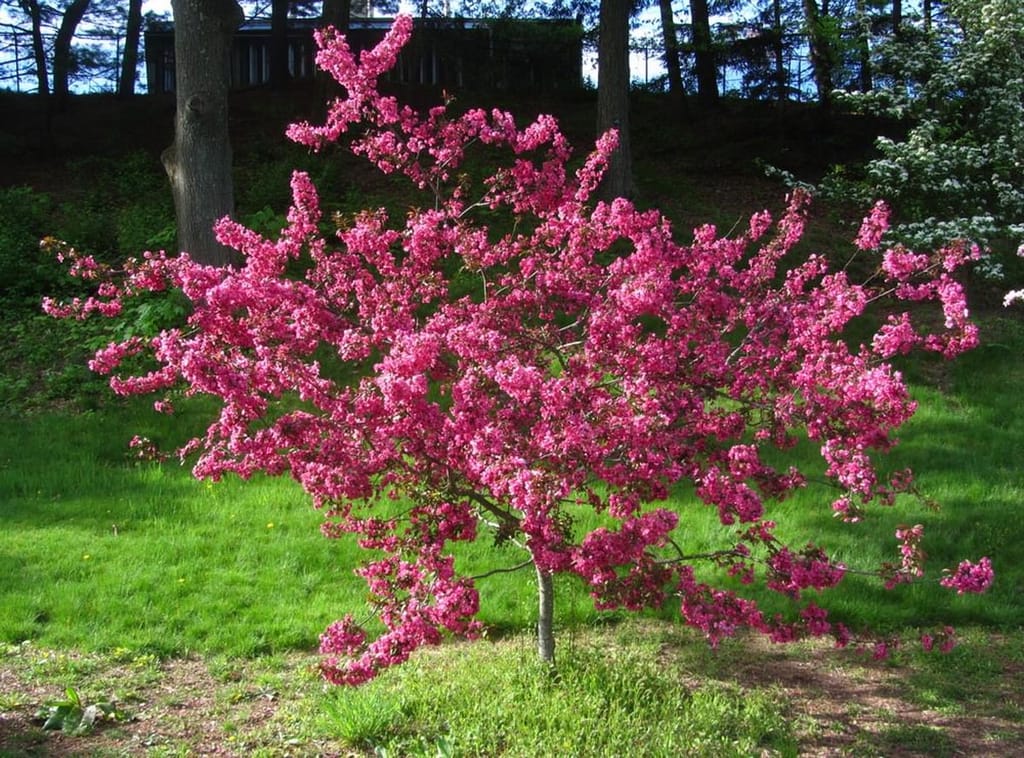Young Malus 'Barbara Ann' crabapple in full bloom, its branches covered in deep pink spring blossom, standing on a sunny grassy slope.