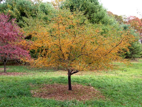 Malus 'Coronet Peak'