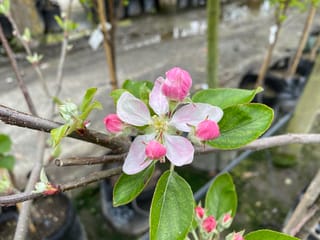 Apple 'Galaxy' (Malus domestica) blossom with an open pale pink and white flower, deep pink buds and green leaves on a bare branch, with potted trees behind.