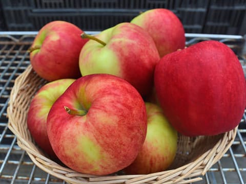 Apple 'Initial/Sir Prize'