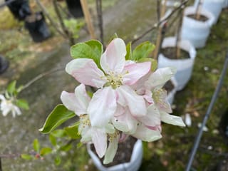 Apple 'Monty's Surprise' blossom cluster with pale pink and white petals and yellow stamens, among green leaves, with potted young trees behind.