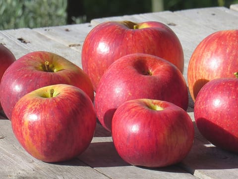Apple 'Monty's Surprise'