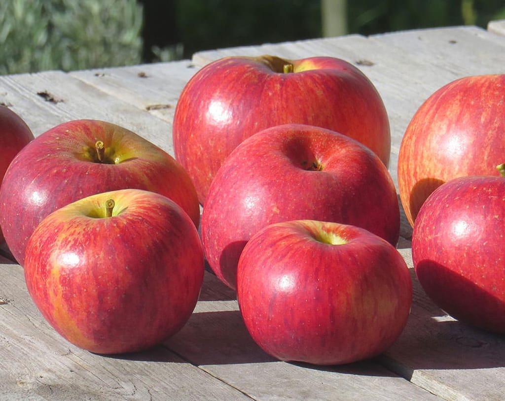 Apple 'Monty's Surprise' fruit, glossy red-flushed apples with yellow-green patches near the stalks, arranged on a weathered wooden table in sunlight.