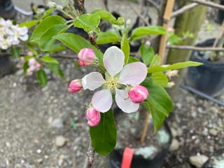 Apple 'Royal Gala' (Malus domestica) blossom with a white-pink open flower, pink buds and green leaves on a potted nursery tree.
