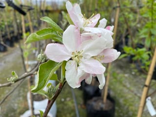 Apple 'Royal Gala/Granny Smith' blossom, with pale pink-white petals and yellow stamens beside green leaves, on a young potted tree staked in a nursery.