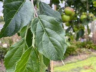 Close-up of Malus domestica 'Wandin Glory' apple leaves, dark green with serrated edges and veins, with green fruit blurred on the branch behind.