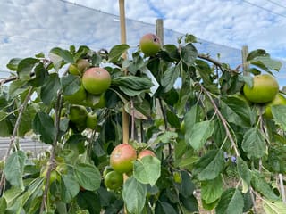 Malus domestica 'Wandin Glory' apple tree with branches drooping under clusters of green fruit blushed red, among serrated leaves, beside a bamboo stake and netting.