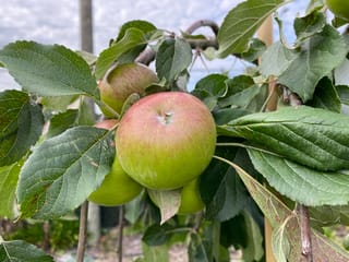 Malus domestica 'Wandin Glory' apple, with green-skinned fruit blushed red-pink hanging among dark green serrated leaves on a branch.