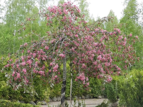 Malus 'Echtermeyer'