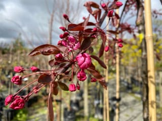 Malus 'Ellerslie' crabapple branch with deep pink buds, an opening blossom and bronze-red leaves, with staked nursery trees blurred behind.