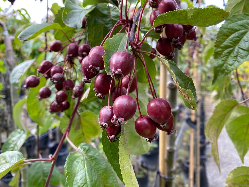 Malus 'Ellerslie' crabapple with clusters of small dark red fruit hanging on slender red stalks among green leaves, in a nursery.
