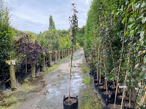 Malus 'Flamingo'