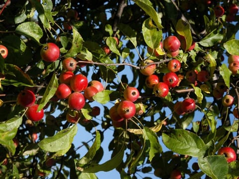 Malus 'Gorgeous'