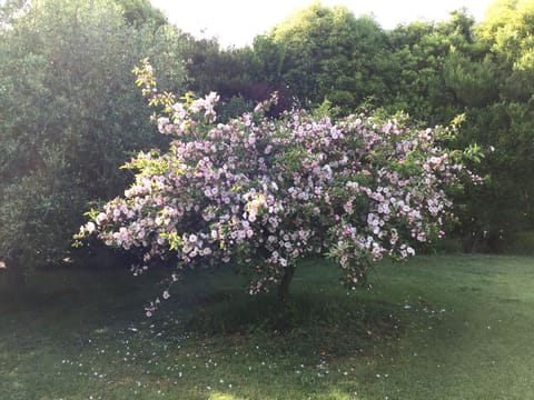 Malus ioensis 'Plena'