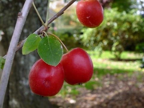 Malus 'Jack Humm'