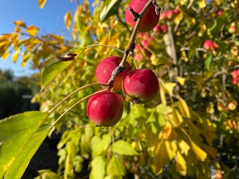 Malus 'Jelly King'