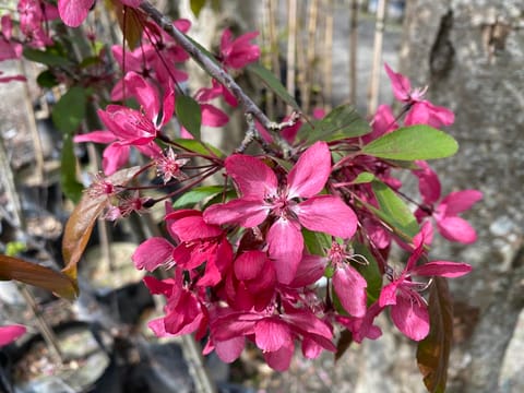 Malus 'Kaitoke'