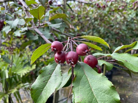 Malus 'Lambada'