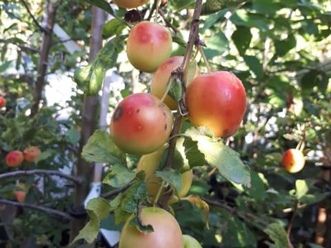Malus 'Mt Earnslaw'