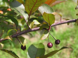 Malus 'Prairifire' crabapple branch with small dark red-purple fruit hanging on thin stalks among green, red-veined leaves.