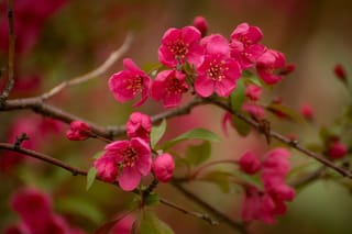 Malus 'Prairifire' crabapple branch with clusters of deep pink open blossoms, yellow stamens and unopened buds among small green leaves.