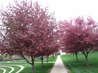 Malus 'Prairifire' crabapple trees in full pink-red blossom lining a concrete path through a mown lawn in a park.