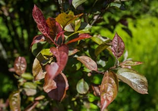 Malus 'Prairifire' crabapple branch with new foliage in red-purple and bronze-green tones, shown in sunlight against a blurred green background.