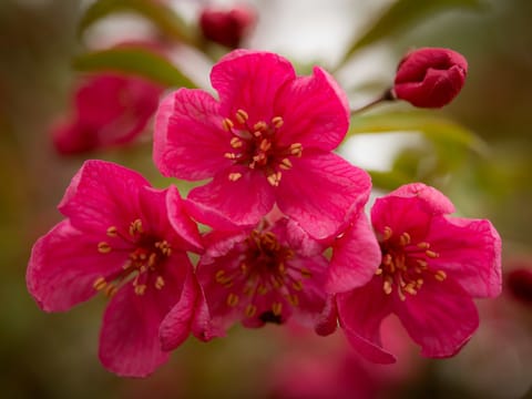 Malus 'Prairifire'