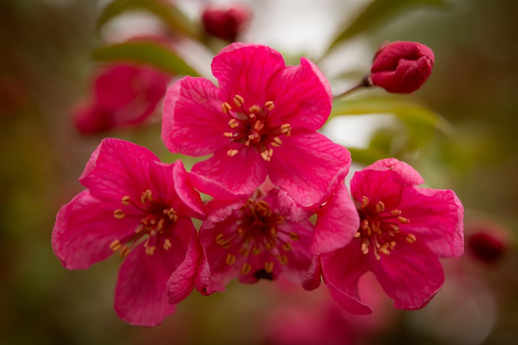 Close-up of Malus 'Prairifire' crabapple blossoms, a cluster of deep pink-red flowers with yellow stamens and a dark red bud against soft green foliage.