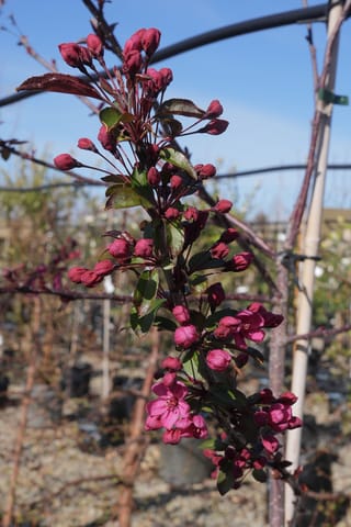 Malus 'Prairifire' crabapple branch with deep pink-red flower buds and a few open blossoms among dark green-purple leaves, in a nursery.