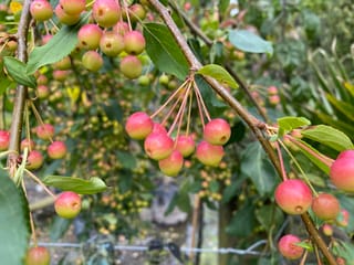Malus 'Red Jade' crabapple branches hung with clusters of small pink-red and yellow-green fruit on slender stalks among green serrated leaves.