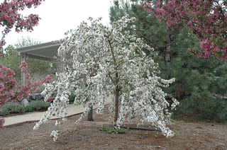 Malus 'Red Jade' crabapple, a small weeping tree covered in white spring blossom, with drooping branches, planted in mulch beside a path and pergola.