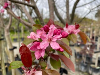 Malus 'Red Top' crabapple in flower, with pink blossoms, deep magenta buds and red-tinged green leaves, against staked nursery trees in pots.