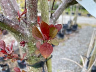 Malus 'Red Top' crabapple trunk with red-tinted new leaves maturing to green, growing in a staked nursery pot with other pots behind.