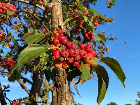 Malus 'Red Top'