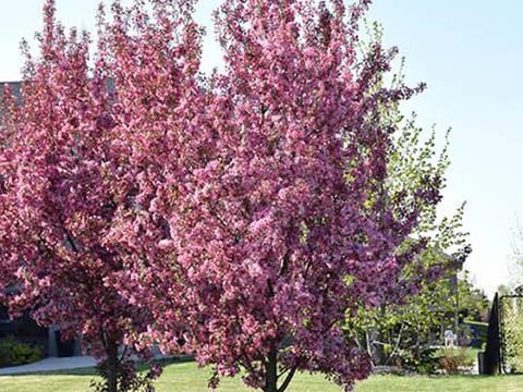 Malus 'Strathmore'