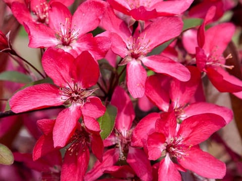 Malus 'Tom Matthews'