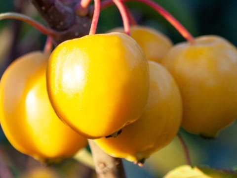 Malus 'Tom's Gold'