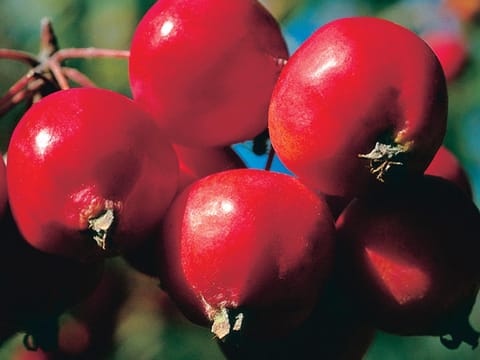 Malus 'Tom's Red'