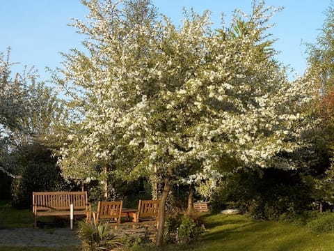 Malus toringo 'Snowbright'