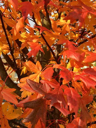 Malus trilobata (crabapple) foliage in autumn, with lobed leaves in orange, red and yellow on red-tinged stems against dark branches.