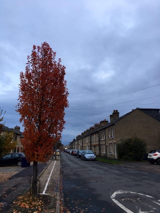 Malus trilobata (crabapple), a narrow upright tree with dense red-orange autumn foliage, growing beside a street of brick terraced houses under a cloudy sky.
