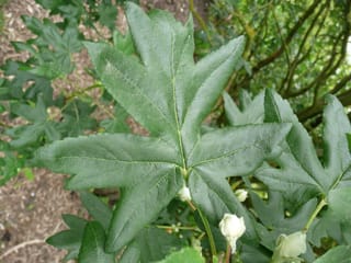 Malus trilobata (crabapple) leaf close-up, showing deeply lobed, maple-like dark green foliage with toothed edges and small creamy-white flower buds below.