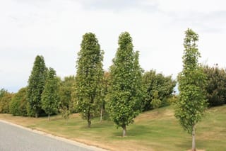 Malus trilobata (crabapple) trees with a tall, narrow upright form and green summer foliage, planted in a row along a grassy roadside bank.