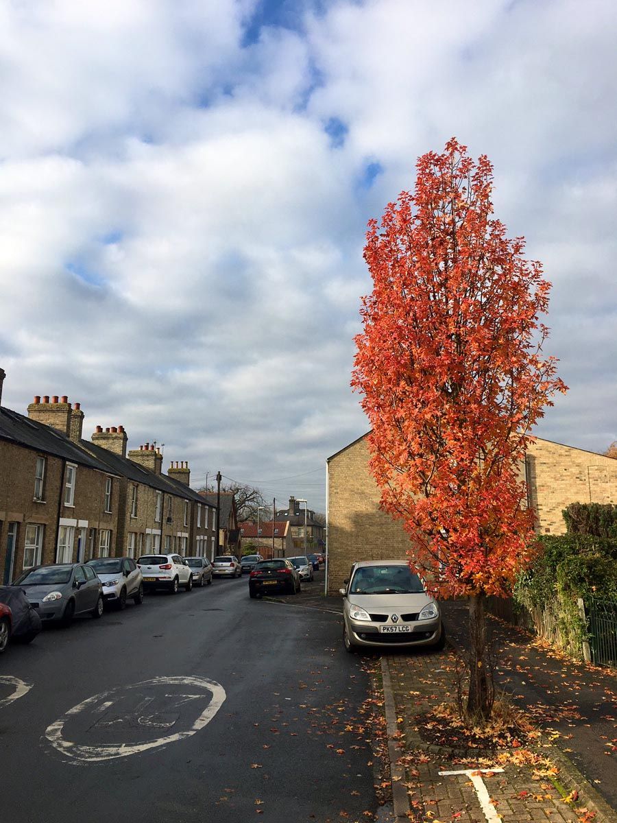 Malus trilobata (crabapple) as a tall, narrow upright tree in bright red-orange autumn foliage, planted on a street verge with fallen leaves beside brick houses.
