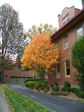 Malus tschonoskii (Chonosuki Crabapple) in autumn, an upright tree with orange and yellow foliage beside a brick house and driveway.